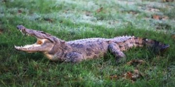 Crocodile sighted in village rescued, released back into the wild