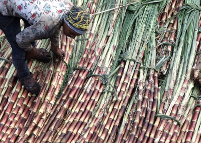 Cane growers get decomposer substance to check stubble burning in UP