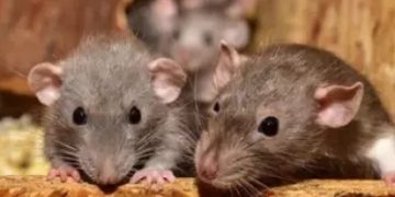 UP Police claim: Rats ate up 581 kg marijuana
