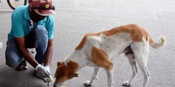 SC stays Bombay HC observation that those who feed stray dogs must adopt them