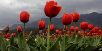 Generally cloudy weather in J&K during last 24 hours
