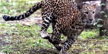 UP: Man-eater leopard captured in Kheri forest