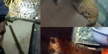 Leopard enters building in Thane, attacks 3; captured after 9 hours