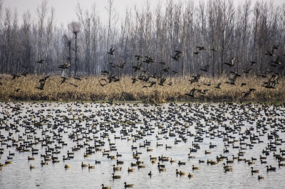 Kashmir's feathered friends have arrived at last!