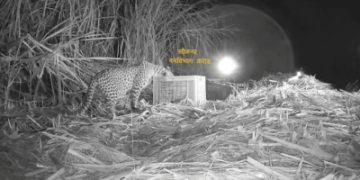 Maha: Anxious leopard mom reunites with 3 cubs in 48 hrs (With PIX)
