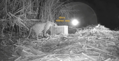 Maha: Anxious leopard mom reunites with 3 cubs in 48 hrs (With PIX) Maha: Anxious leopard mom reunites with 3 cubs in 48 hrs (With PIX)