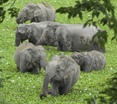 Assam man escapes as wild elephants destroy house, crops