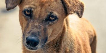 4 students of Don Bosco Technical Institute held for beating dog to death