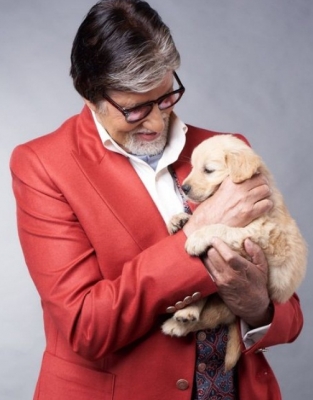 Big B mourns passing of pet golden retriever