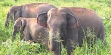 Team formed to capture wild tusker that killed woman in TN forest