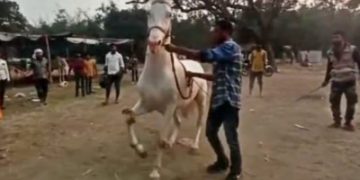 'Dancer Bahubali' a major attraction at Bihar's Sonepur fair