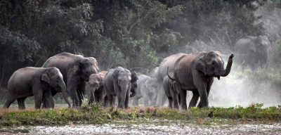 UP to get its second elephant reserve