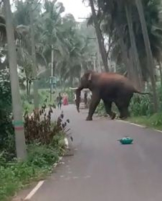 Class 9 student trampled to death by elephants in Assam