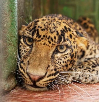 Leopard tranquilised, rescued from well in UP