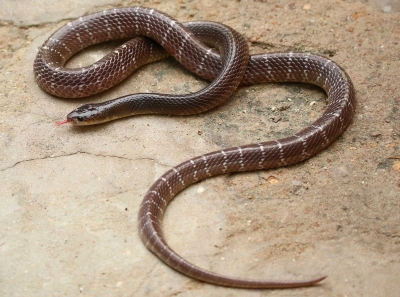 K'taka boy bitten by snake dies due to long ambulance wait