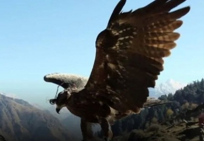 Indian Army's anti-drone Kite may help in bringing back the lost sport of Falconry