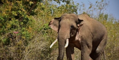 Fear grips Kerala's Palakkad as killer tusker goes on prowl