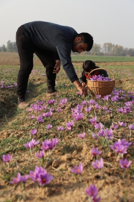 Valley's saffron is the Kashmiri gold