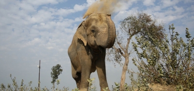 Amid outrage among locals, TN forest dept chasing away wild elephant into deep forests