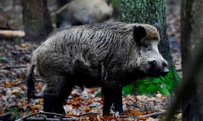 Wild boars die in large numbers in TN, swine flu suspected