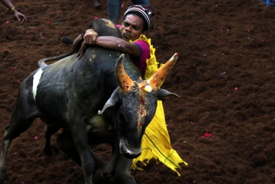 23 injured in TN jallikattu event