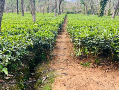 'Climate change, global warming impacted tea plantation in Assam'