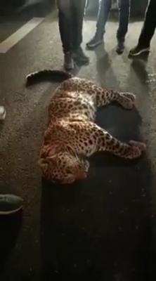 Leopard killed in road accident in K'taka