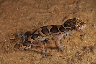 New species of bent-toed gecko discovered in north Kerala