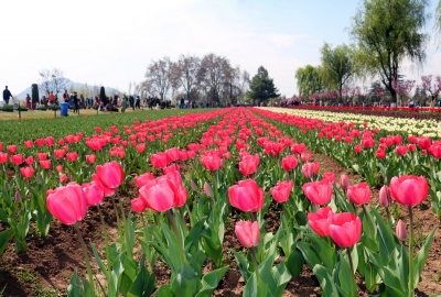 1,30,000 tourists visit Kashmir's Tulip Garden in first 10 days