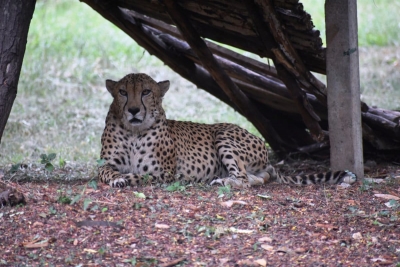 Cheetah gifted by Saudi Prince dies of heart attack at Hyderabad Zoo