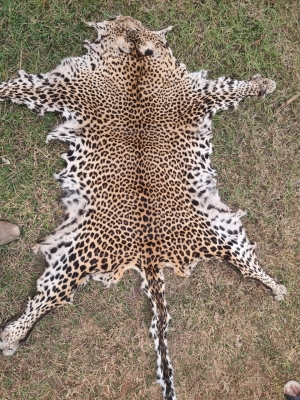 Odisha police seizes leopard skin, arrests two