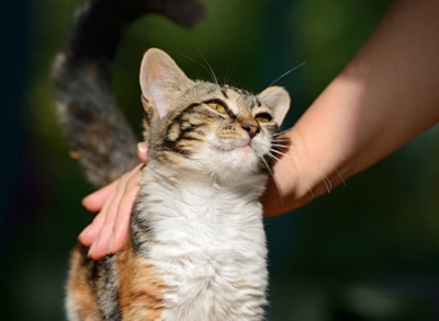 Rusty-spotted cat reunited with her kittens in UP village Rusty-spotted cat reunited with her kittens in UP village