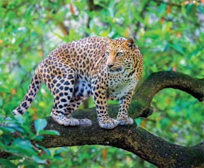 Assam: 7-year-old boy killed in leopard attack