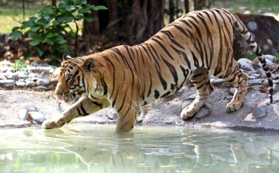 1.5K camera traps to be installed in north Bengal forests to track tiger movement 1.5K camera traps to be installed in north Bengal forests to track tiger movement