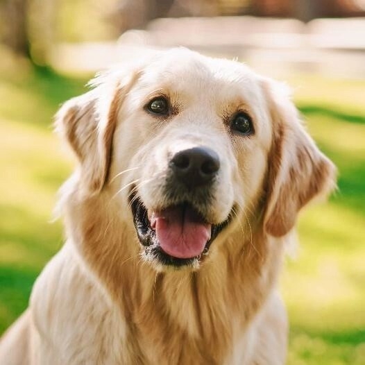 Summer parvovirus outbreak causes a scare among UP dog owners