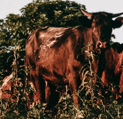 Mutilated parts of cow found in Delhi, police registers case