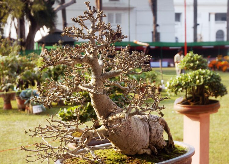 Bonsai Garden established in Chandigarh with 74 plant species