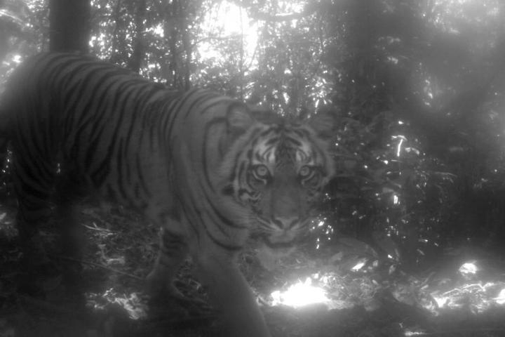 Farmer killed in tiger attack in Dudhwa, UP