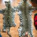Four held with 2 leopard skins in Delhi