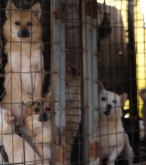 Court quashes Nagaland govt's order banning dog meat sale Court quashes Nagaland govt's order banning dog meat sale