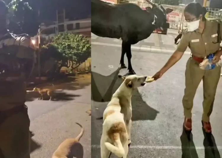 Chennai Officer Criticized for Remarks on Woman Feeding Strays