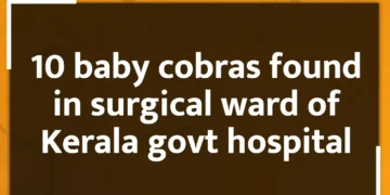 10 baby cobras found in surgical ward of Kerala govt hospital