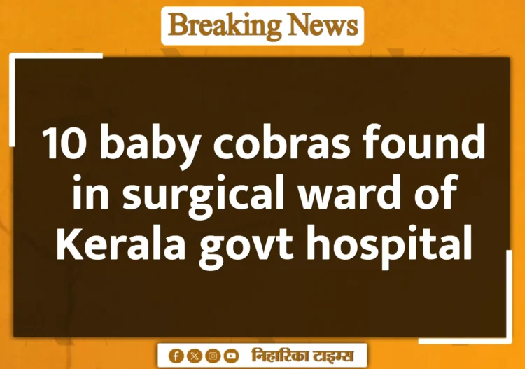 10 baby cobras found in surgical ward of Kerala govt hospital 10 baby cobras found in surgical ward of Kerala govt hospital
