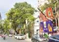 PWD Implements New Tree Care Guidelines for Road Safety
