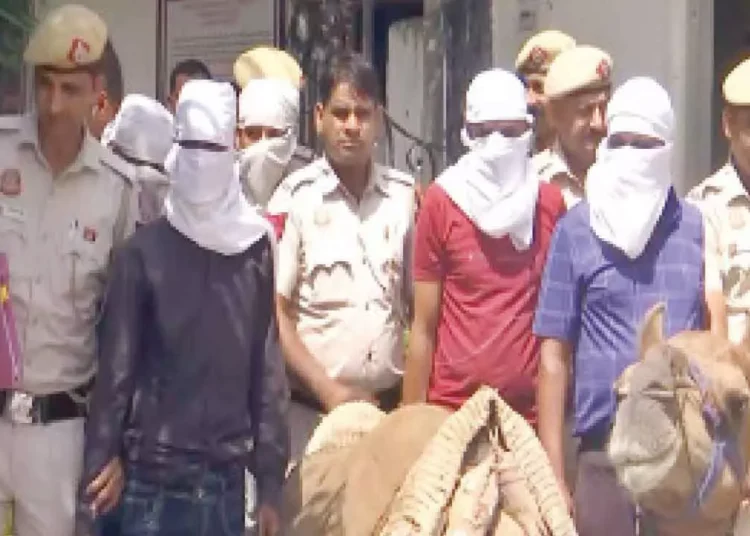 Five Arrested for Smuggling Illegal Liquor on Camels