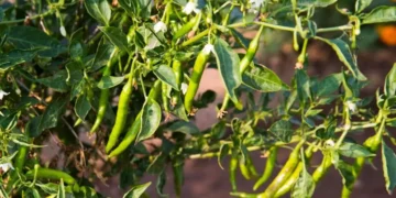 Effective Scouting is Essential for Pest Management in Chilli Farming