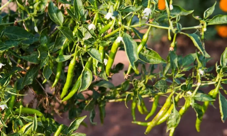 Effective Scouting is Essential for Pest Management in Chilli Farming