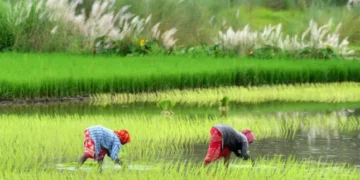 AI Predictions Assist 38 Million Farmers in India with Crop Planning