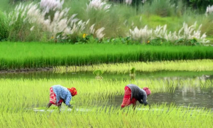 AI Predictions Assist 38 Million Farmers in India with Crop Planning AI Predictions Assist 38 Million Farmers in India with Crop Planning