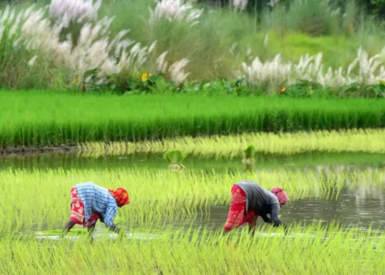 AI Predictions Assist 38 Million Farmers in India with Crop Planning